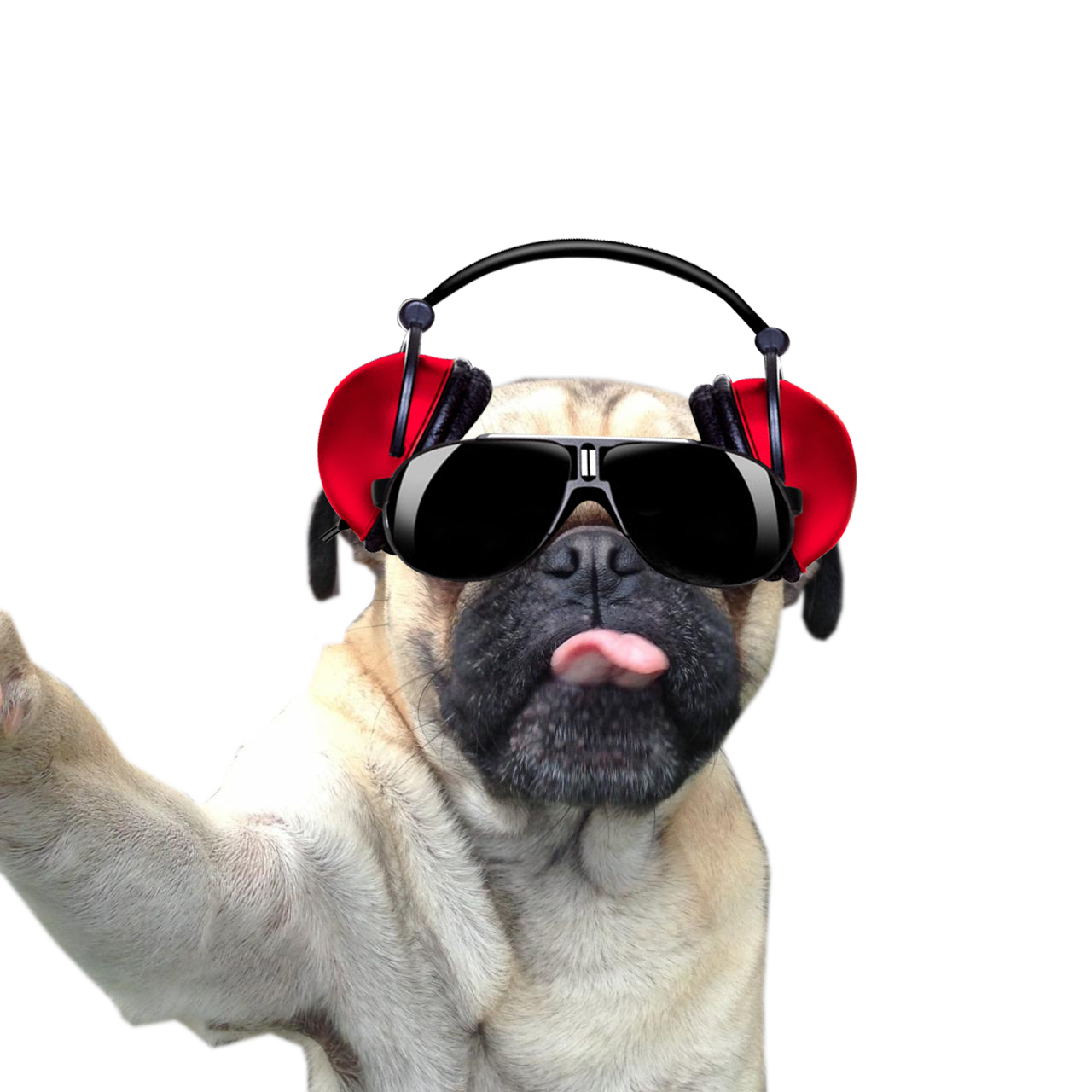 Perro Selfie 2