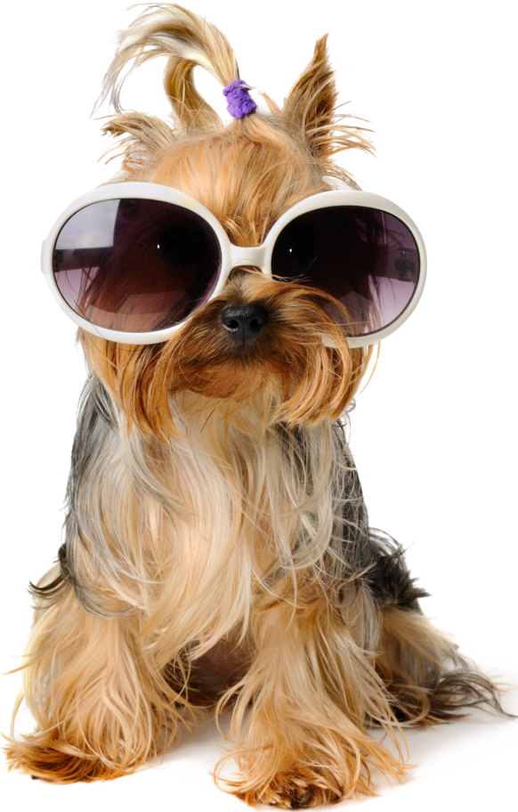 suplementos nutricionales mascotas chile