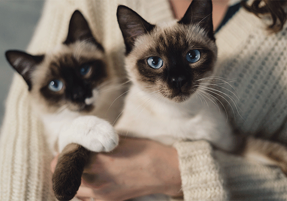 Guía Completa para el Cuidado de Gatos: Consejos y Recomendaciones