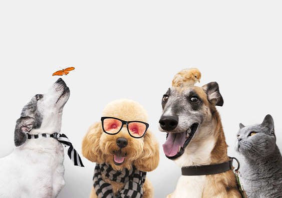 Cómo los suplementos naturales pueden mejorar el bienestar de tu mascota