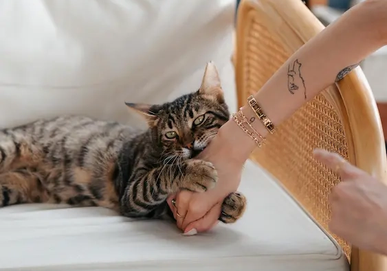 Una Solución Calmante para los Gatos que Muerden Todo