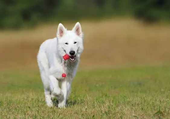 La importancia del ejercicio en los perros